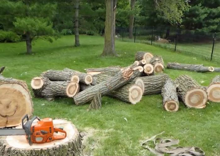 Tree removal service